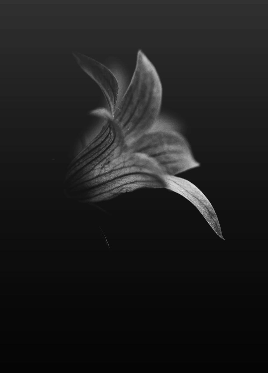 Fading flower - grayscale closeup of a lily with only petals visible