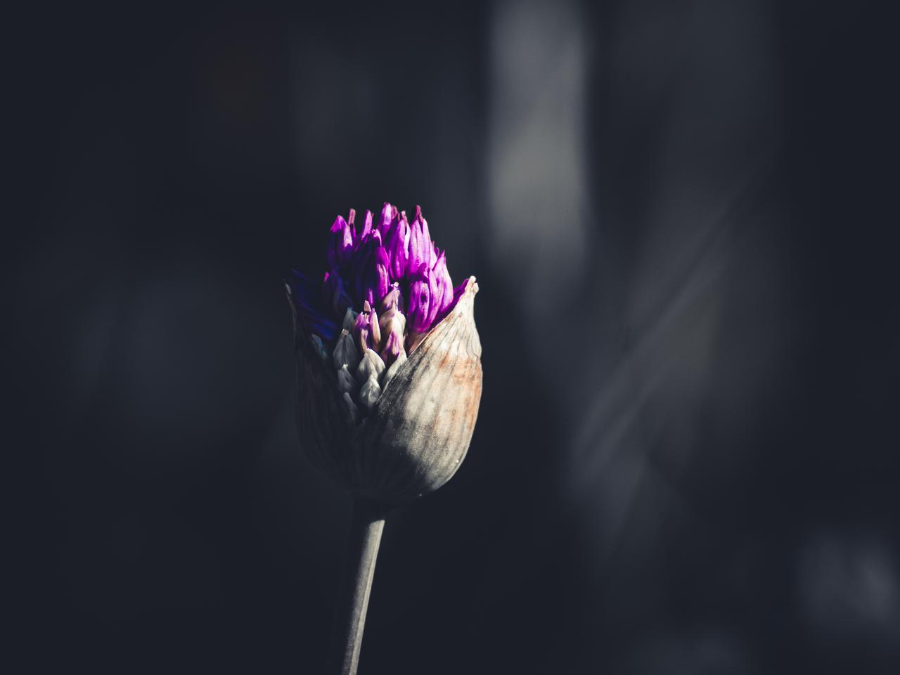 Purple flower bud in close-up